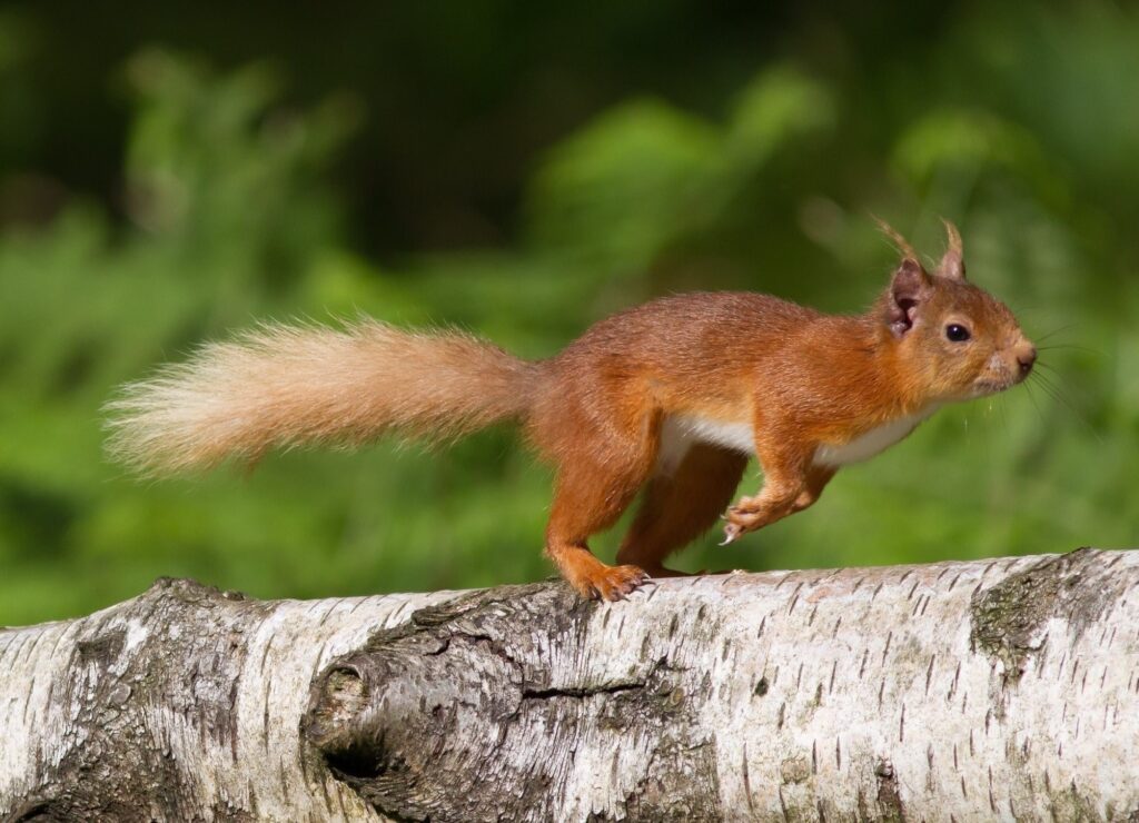 How fast does a squirrel run