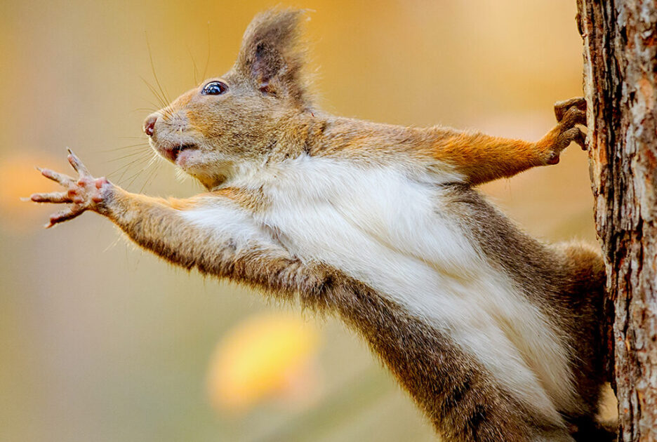 How long can squirrels hold their breath