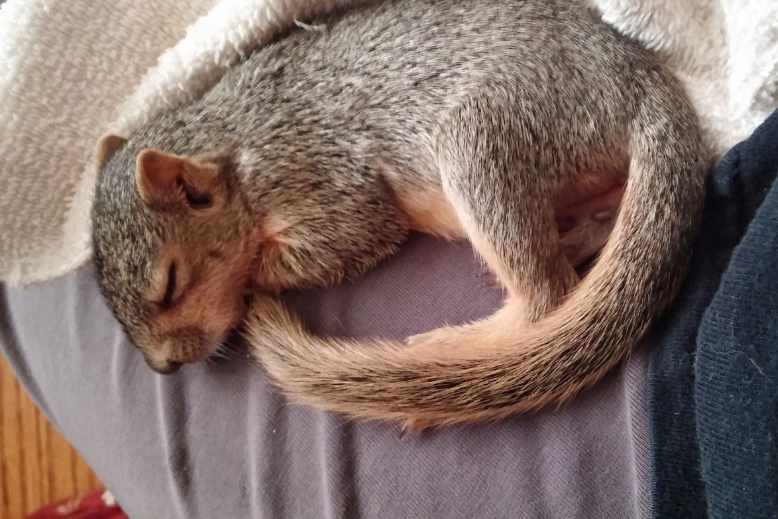 How long do squirrels sleep for