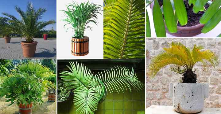 How to Grow and Care for Majesty Palm Tree Indoors-5 things to know about Majesty Palm Tree Indoors