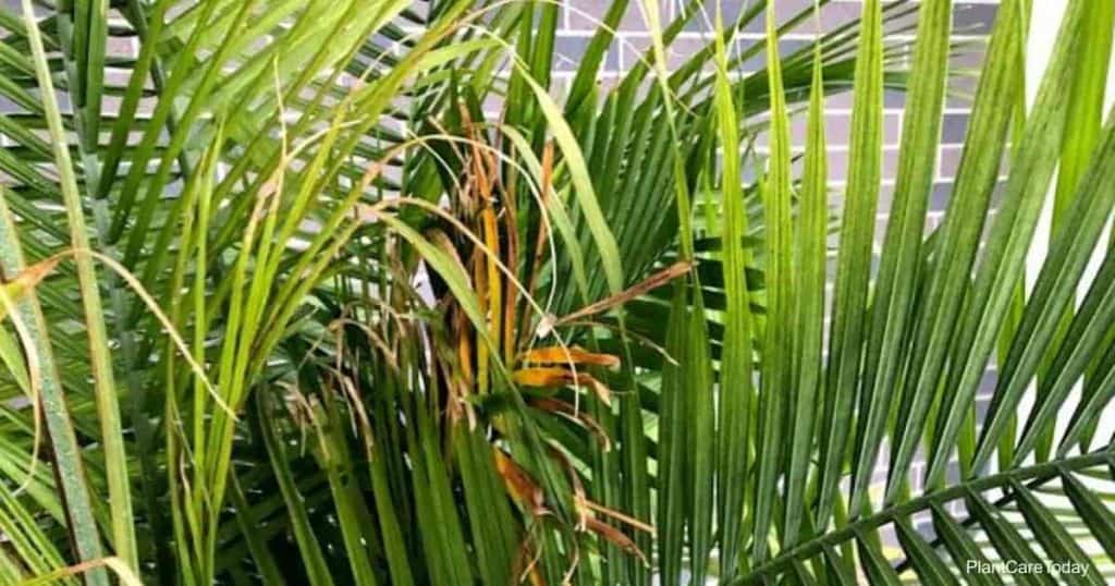 How to Prune Your Majesty Palm Tree