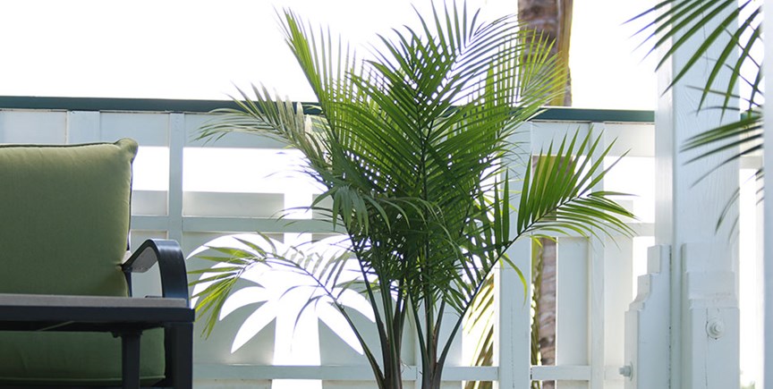 Light required to grow Majesty Palm Tree