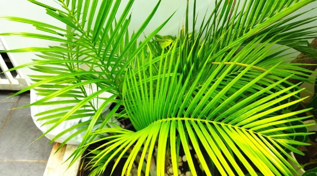 Majesty Palm tree Leaves Turning Yellow
