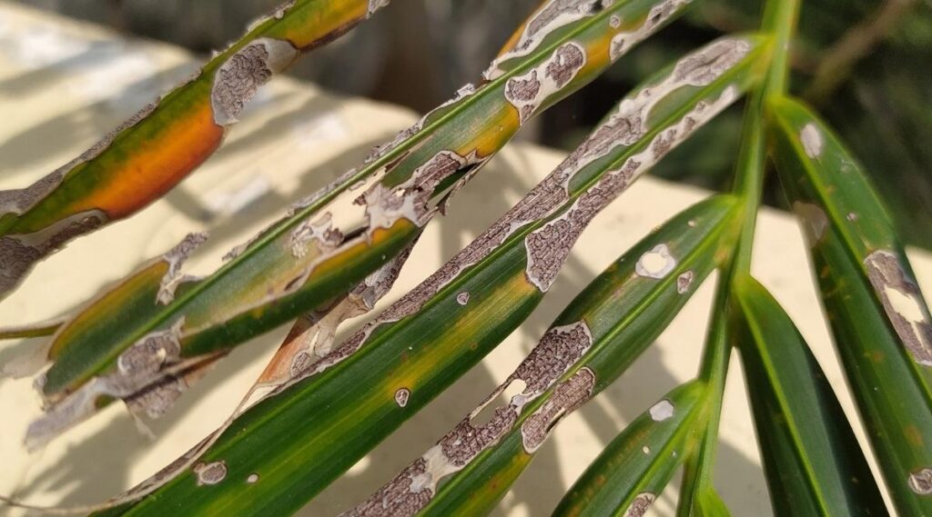 Majesty Palms Like Humidity