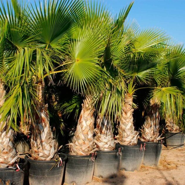 Proper Palm Placement