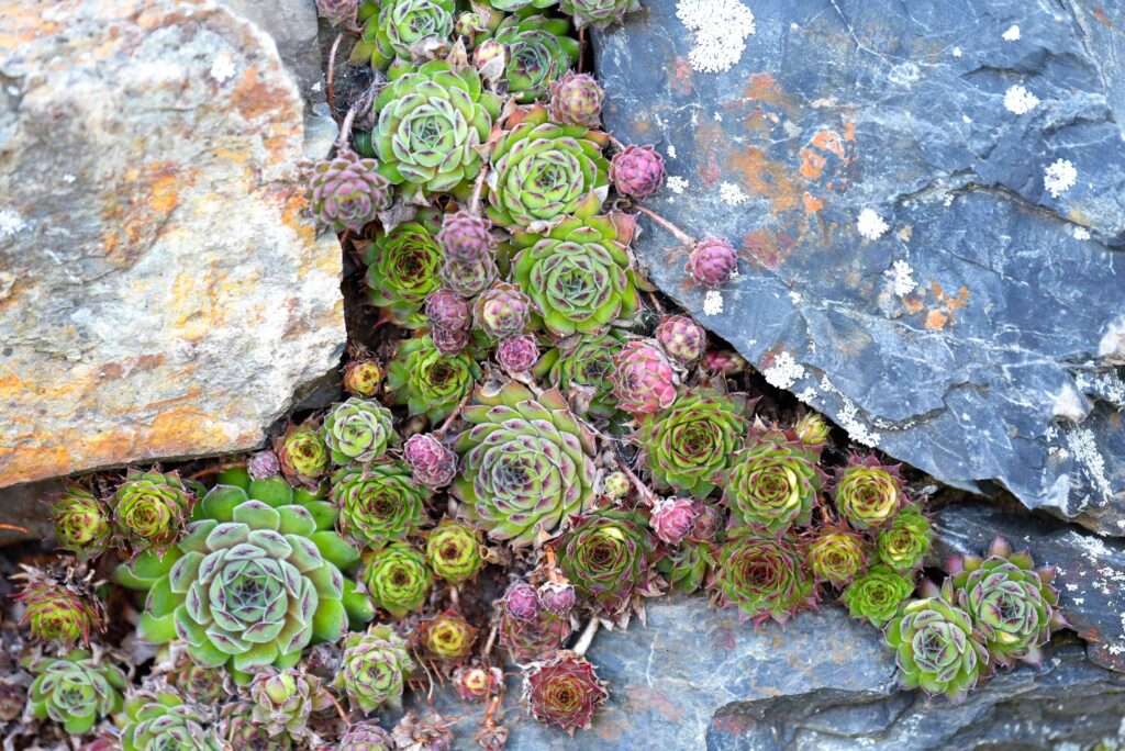46 Modern & Small Corner Rock Garden Ideas: How to Create a Beautiful and Functional Space Rock Garden with Rock-Walled Herb