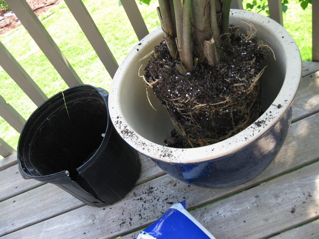 Soil to grow Majesty Palm Tree
