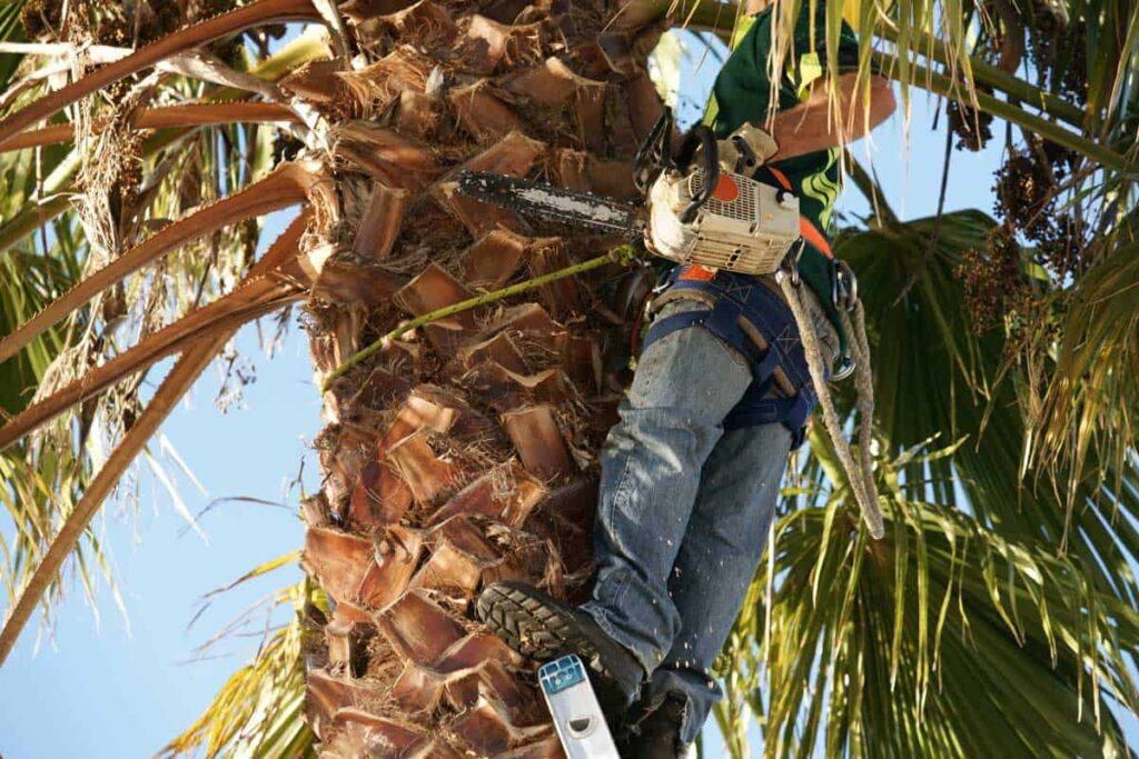 Tools to Prune Your Majesty Palm Tree