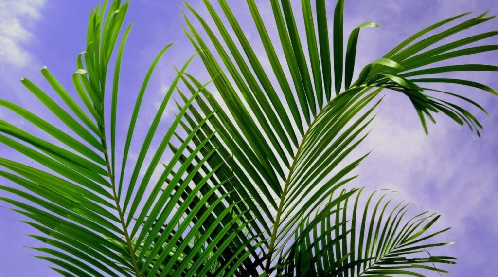 Water required to grow Majesty Palm Tree