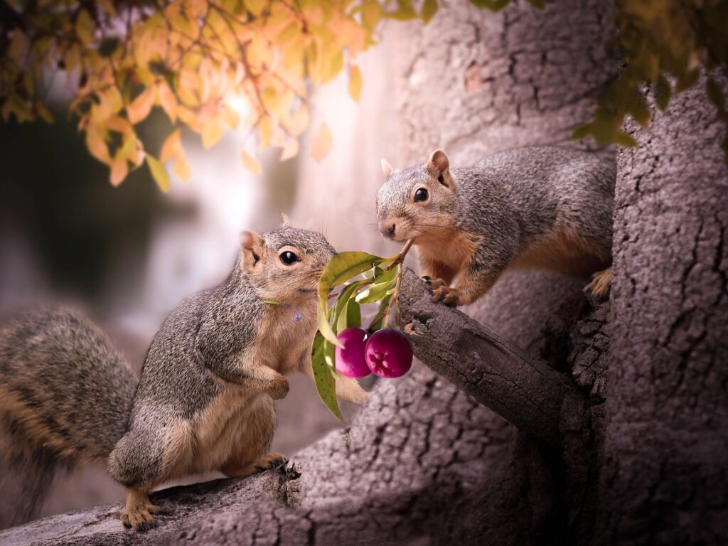 What time do squirrels wake up