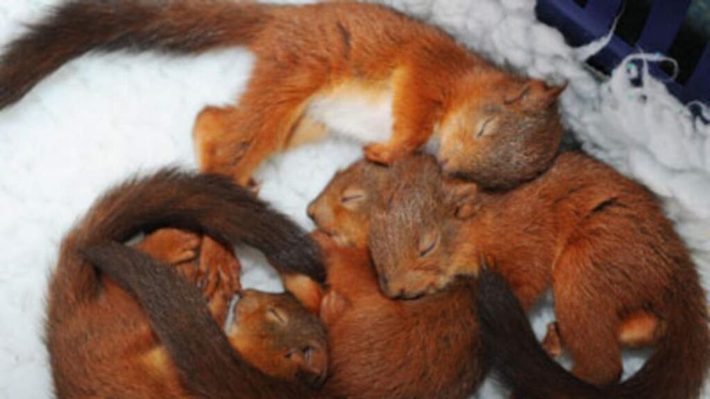 When do squirrels have babies