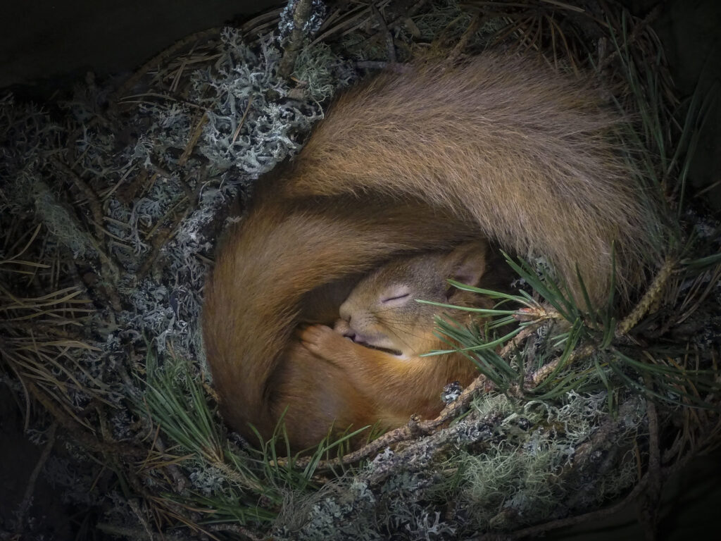 When do squirrels sleep