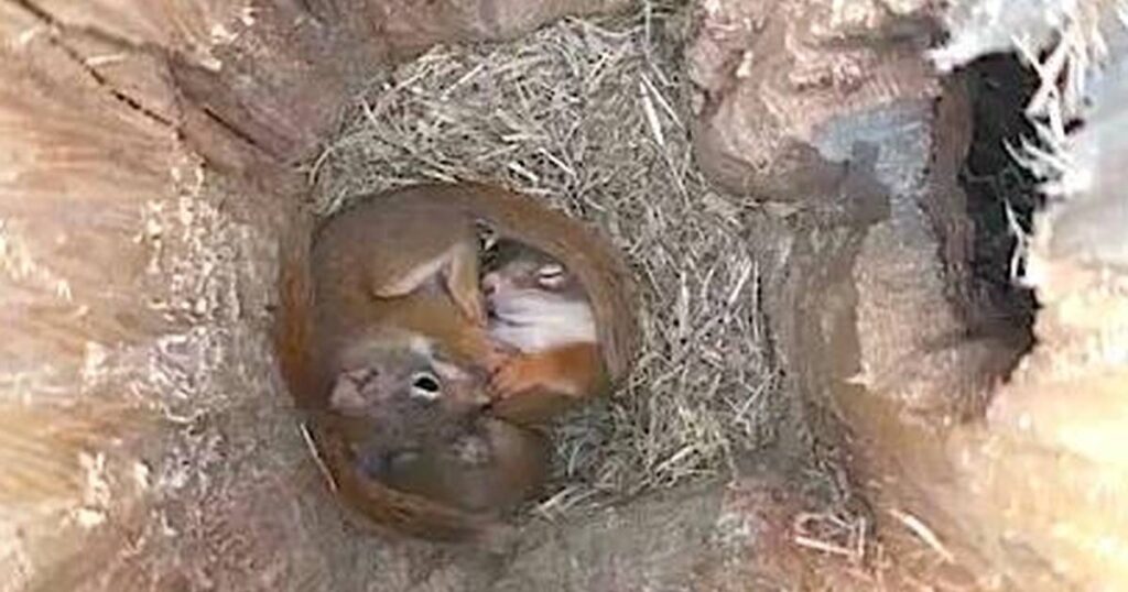Where do squirrels sleep at night in the winter