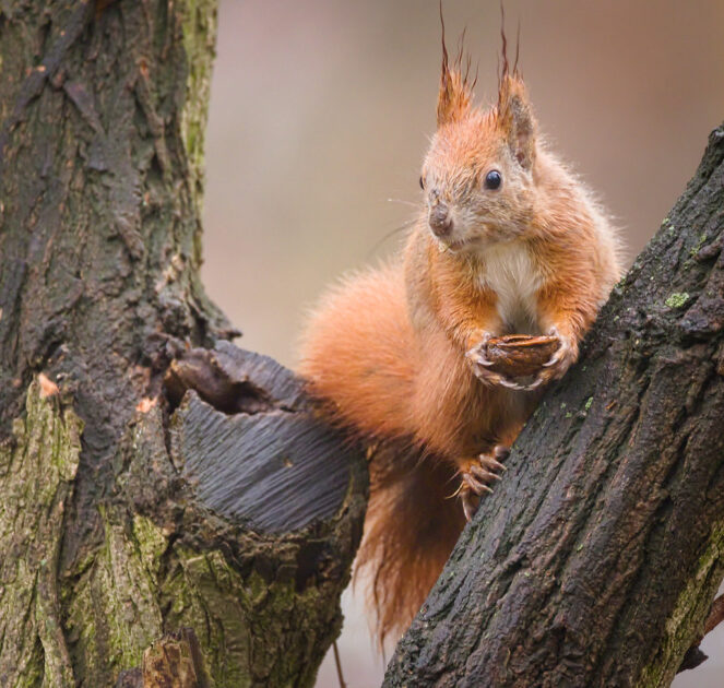 Why do squirrels lay down