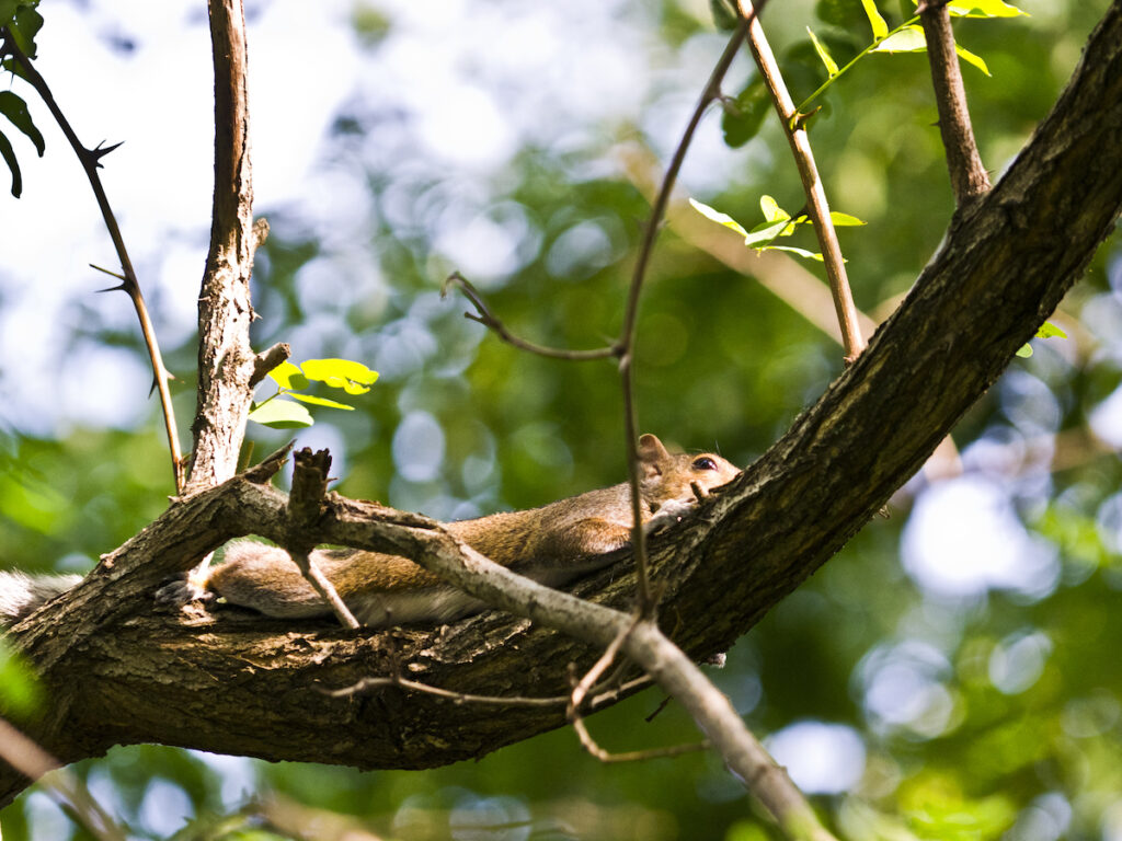 Why do squirrels lay flat on trees