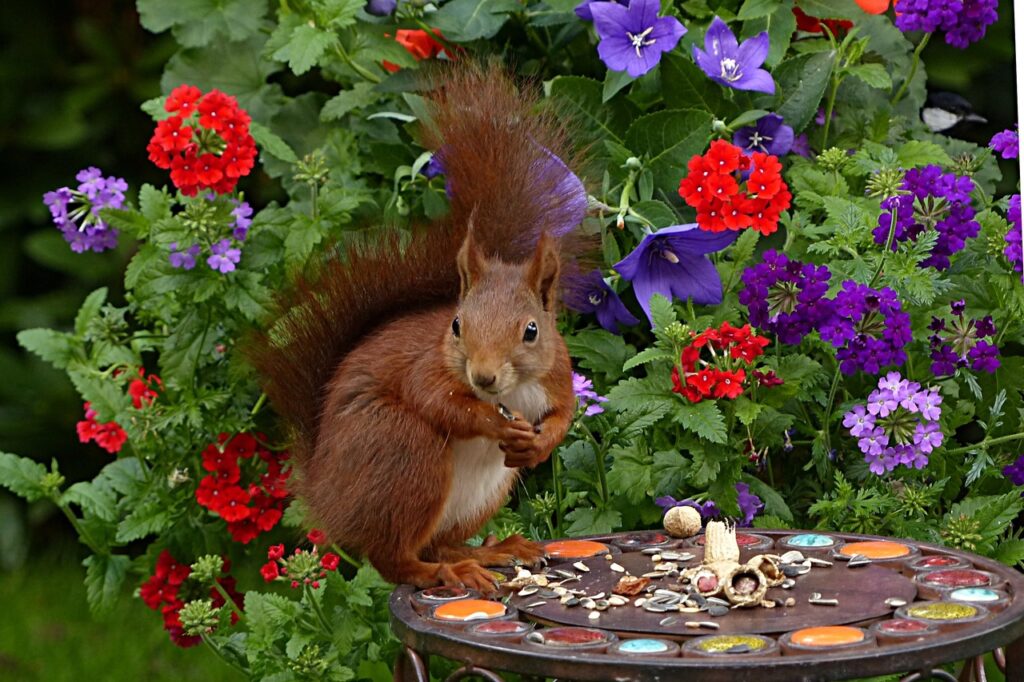89 Facts About Squirrels - 89 FAQs & Answers About Backyard Garden Squirrels