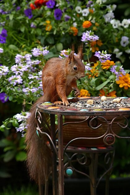 89 Facts About Squirrels - 89 FAQs & Answers About Backyard Garden Squirrels