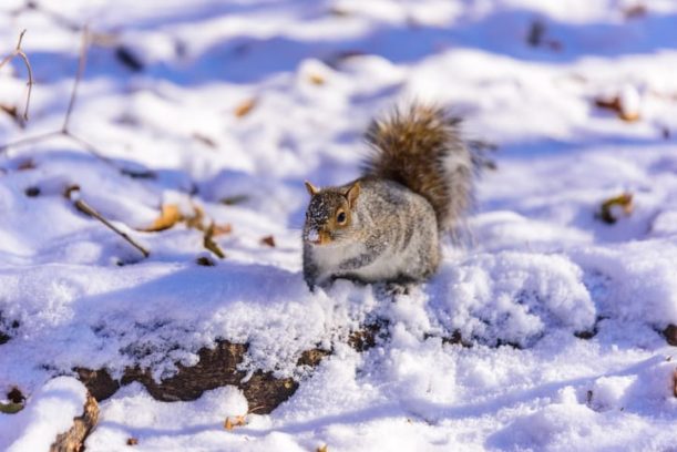 What do squirrels do in the winter