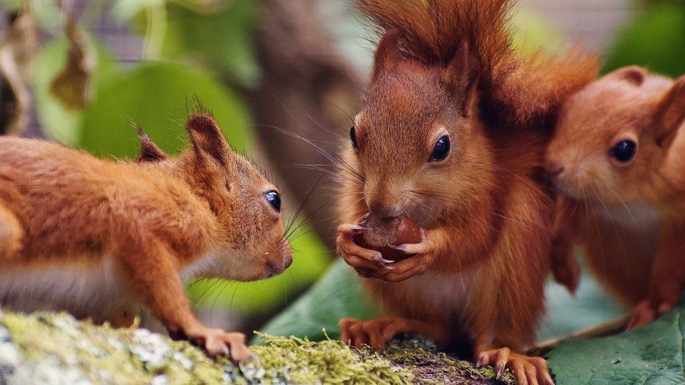 When Do Squirrels Have Babies?
Do all squirrels breed in the same way, or are there different types of mating rituals among different species of squirrels?