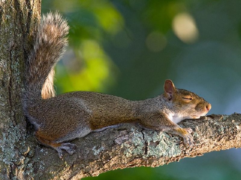 How much do baby squirrels sleep?
Discuss the research that was conducted to determine how much baby squirrels sleep