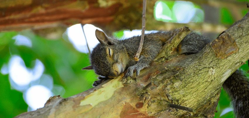 How long do squirrels sleep for? What Does It Mean? How long do squirrels sleep for? What Does It Mean?