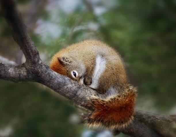 How long do squirrels sleep for? What Does It Mean? How long do squirrels sleep for? What Does It Mean?