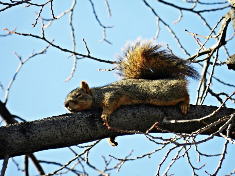 How much do baby squirrels sleep?
Introduce the topic of baby squirrel sleep habits