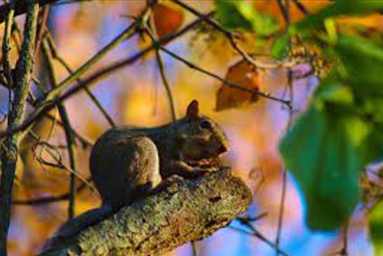 How long do squirrels sleep for? What Does It Mean? How long do squirrels sleep for? What Does It Mean?
