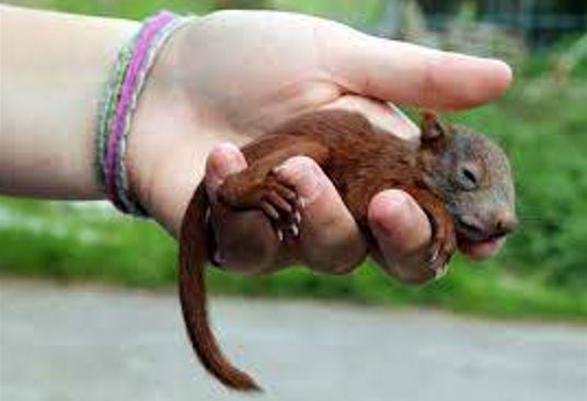 When Do Squirrels Have Babies? What time of year do squirrels have babies?