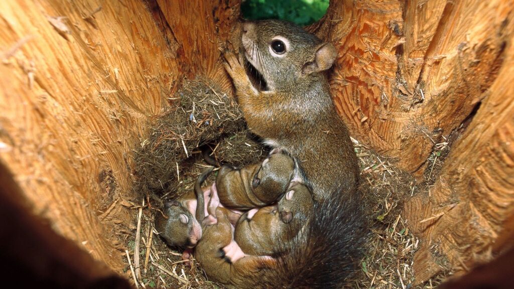 When Do Squirrels Have Babies
