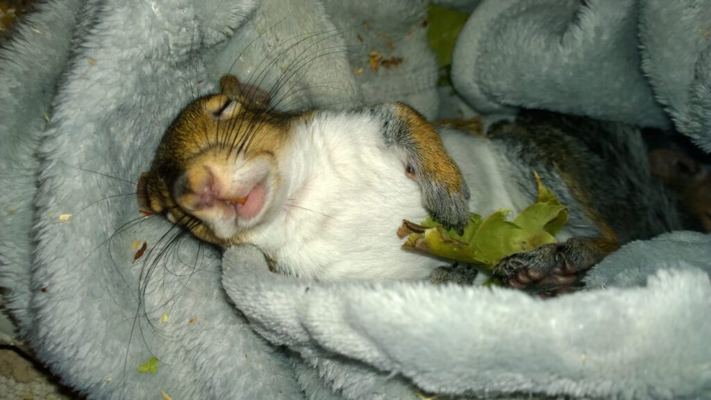 How long do squirrels sleep for? What Does It Mean? How long do squirrels sleep for? What Does It Mean?