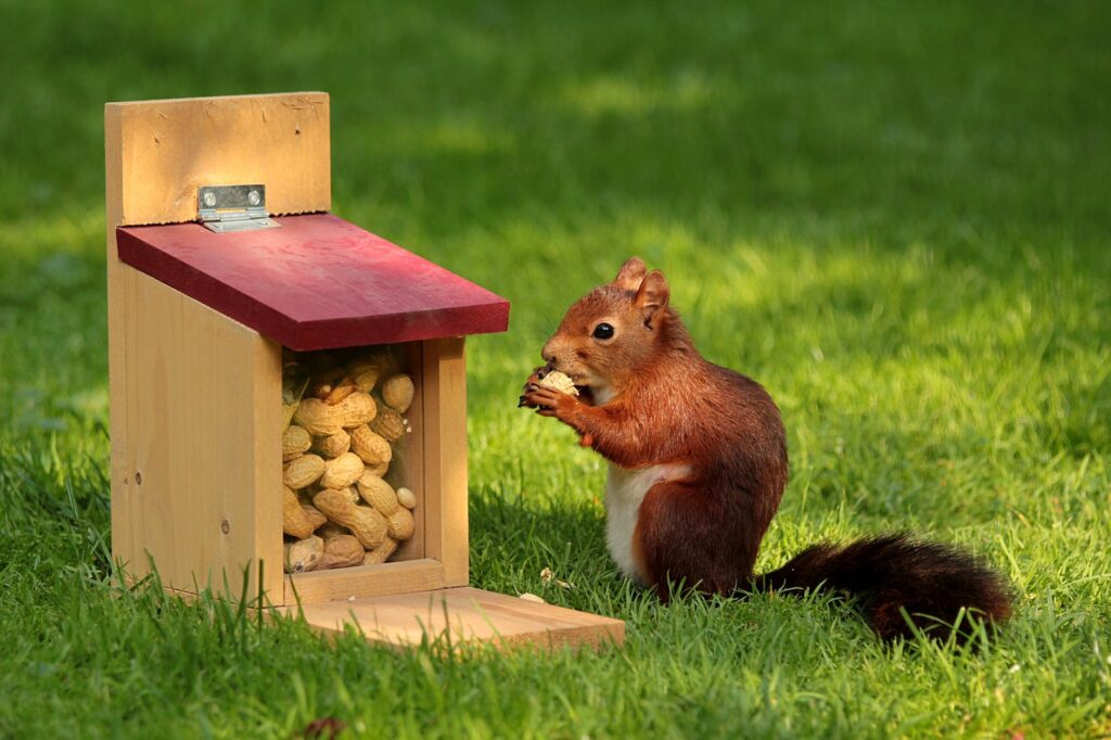 What do squirrels do? Importance in the Ecosystem What do squirrels do? Importance in the Ecosystem
Fun facts about squirrels