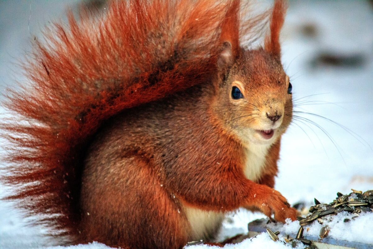 Where do red squirrels live?