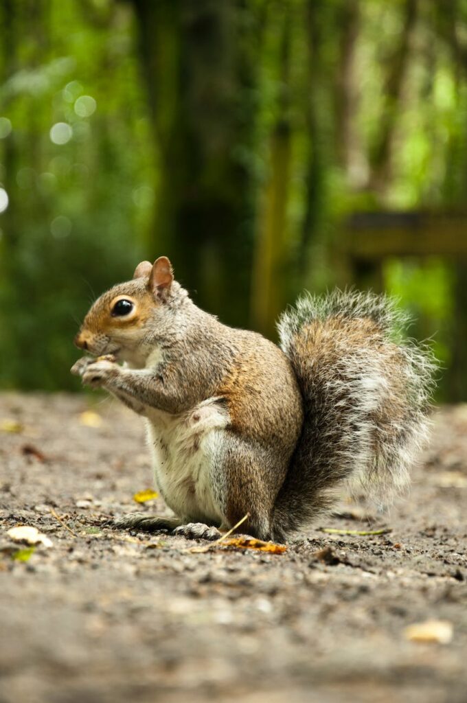 What do squirrels do? Importance in the Ecosystem What do squirrels do? Importance in the Ecosystem
What do squirrels eat and how do they get food