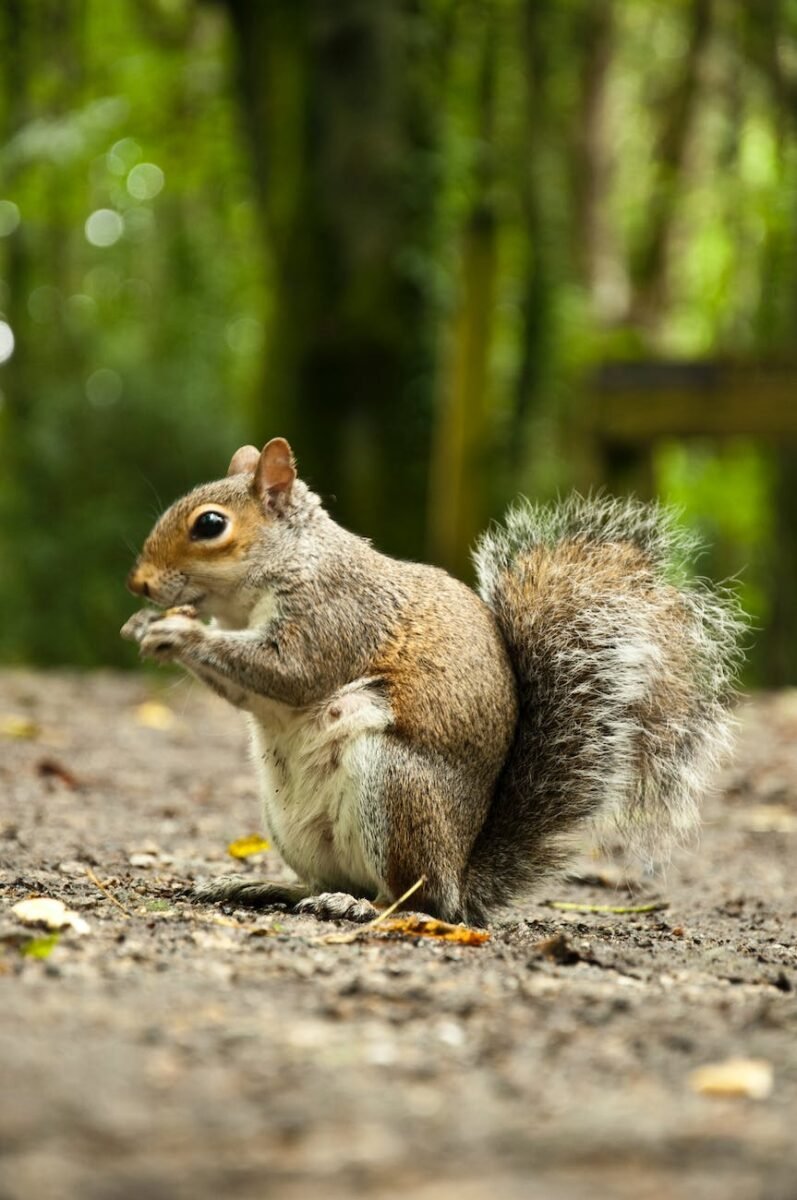 Where Do Squirrels Live? Habitat Preferences FIT FOR YARD