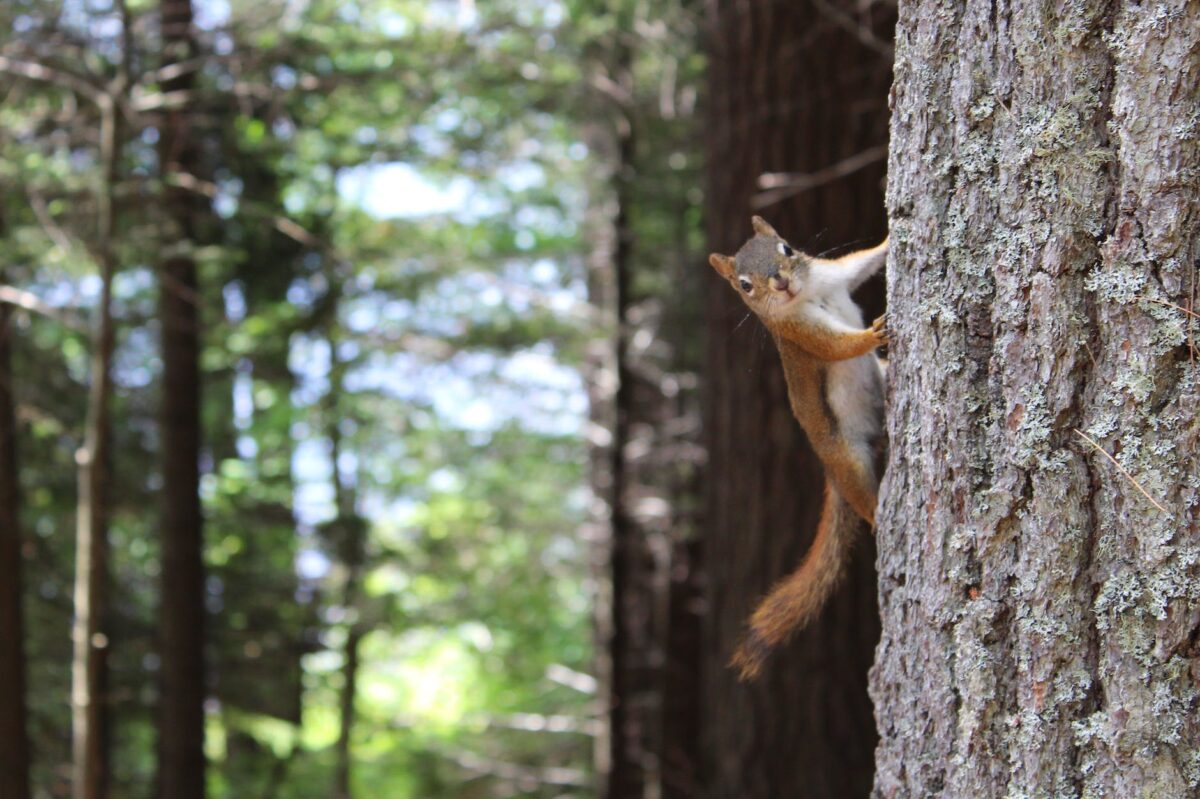 brown squirrel on gray tree trunk; Where do flying squirrels live?