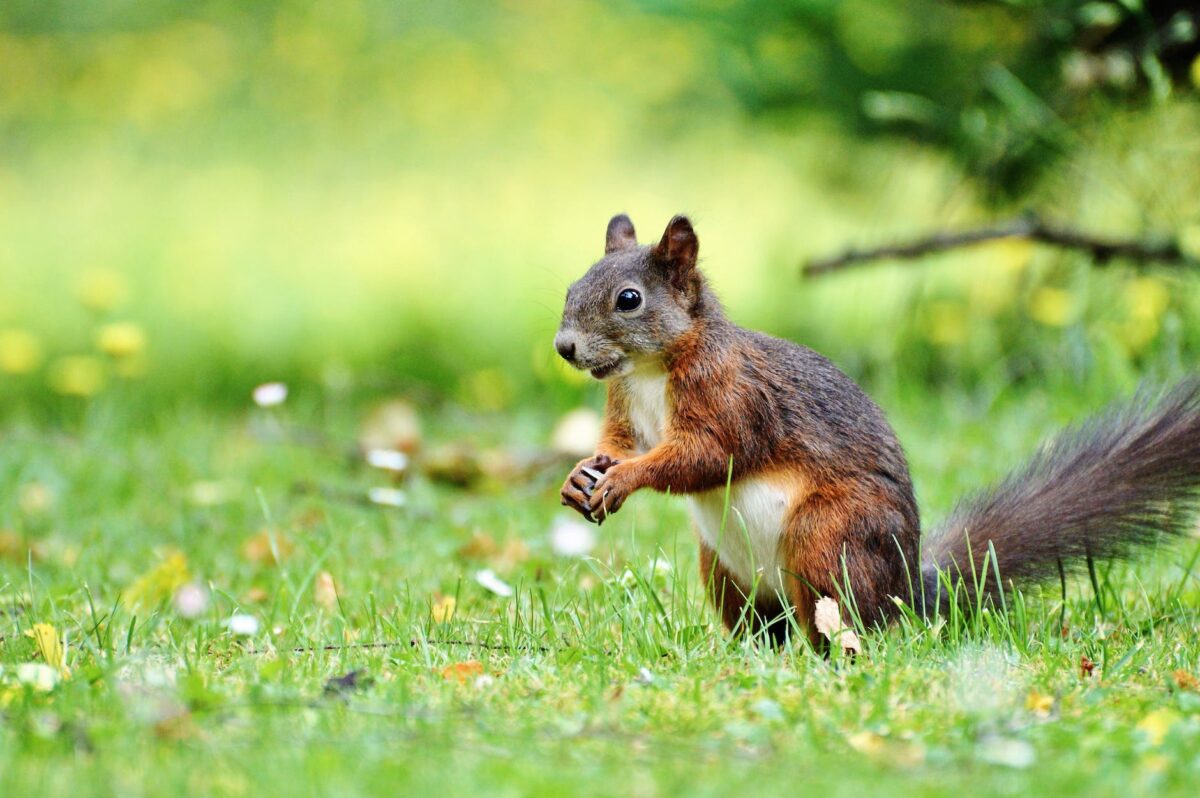 Are Squirrels Nocturnal? Facts About Squirrels