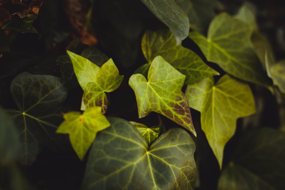 Can You Weed Whack Poison Ivy?