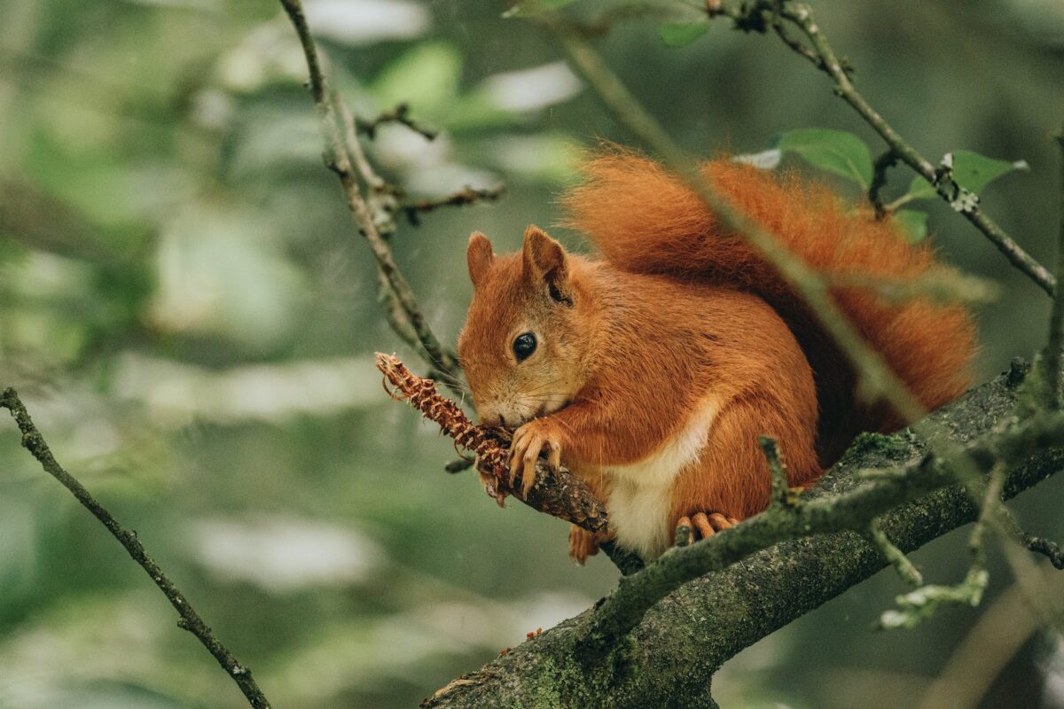 Do different types of squirrels sleep differently - for example, does the red squirrel sleep differently than the grey squirrel?
