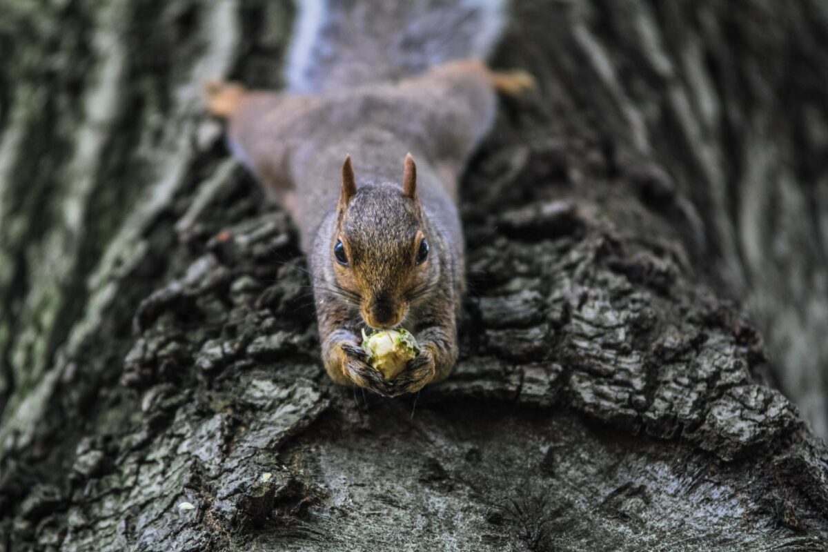 brown squirrel on tree bark; Where do squirrels live in the winter?
