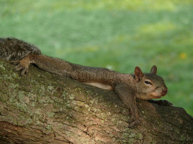 How much do baby squirrels sleep?
Offer a few insights into why baby squirrels sleep so much