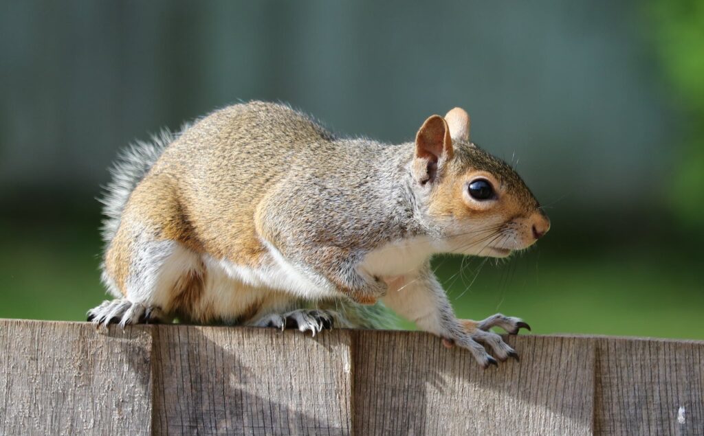 How fast does a squirrel run? How fast does a squirrel run?
What do squirrels look like and where do they live?