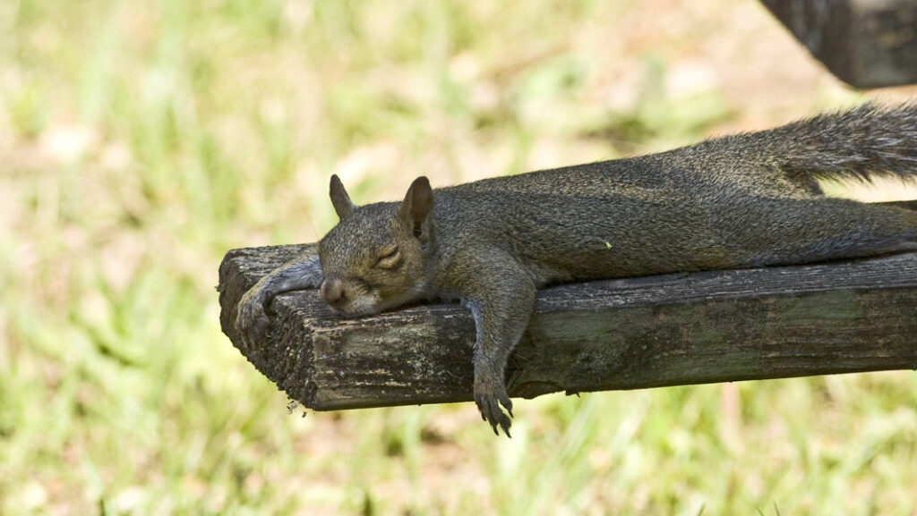 Why do squirrels lay down?
What is the primary purpose of squirrels laying down in the wintertime?