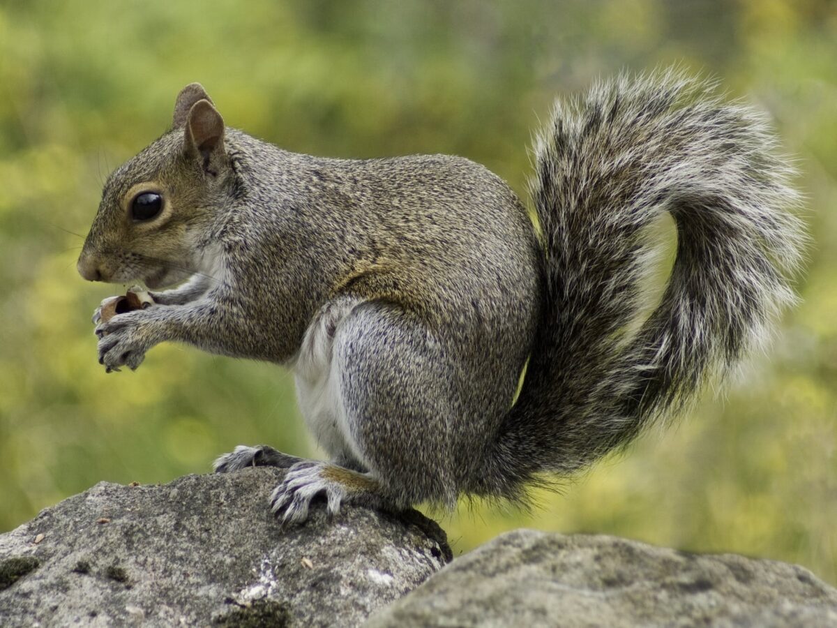 Where Do Squirrels Live? Habitat Preferences