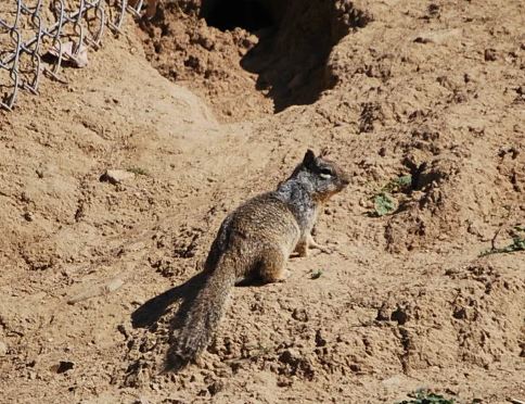 How fast does a squirrel run? What kind of predators do squirrels have and how do they defend themselves against them?