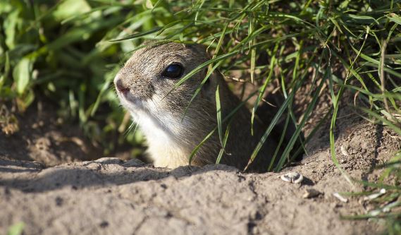 Do squirrels stay in the same place? Do squirrels stay in the same place?
