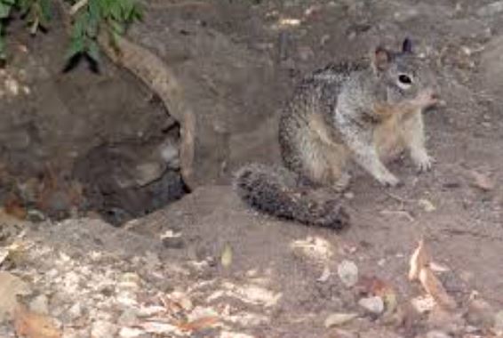 Do squirrels live underground?
What do squirrels eat and how do they get food