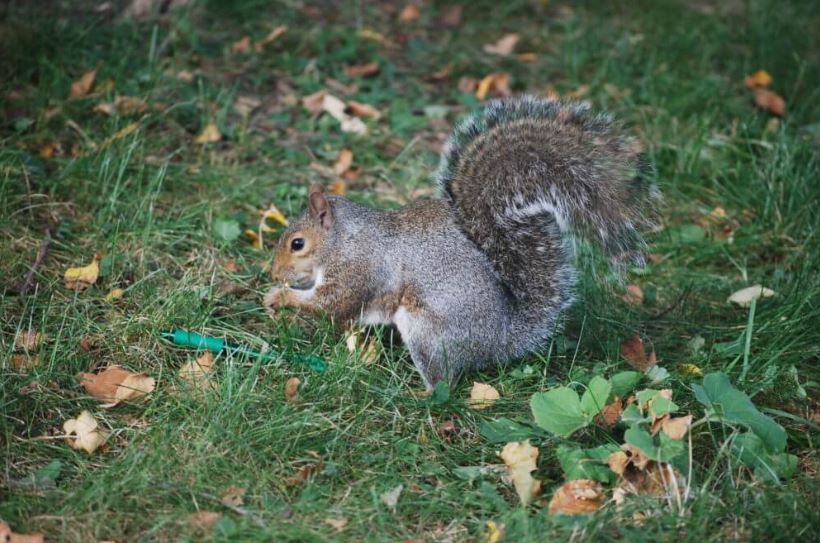 The squirrels mate life pregnant and Birthing Seasons The female squirrel will have her babies in late spring or early summer