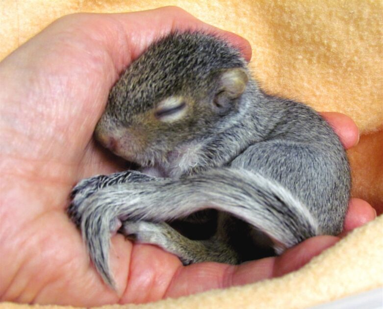 The squirrels mate life pregnant and Birthing Seasons Baby squirrels are blind and deaf when they are born