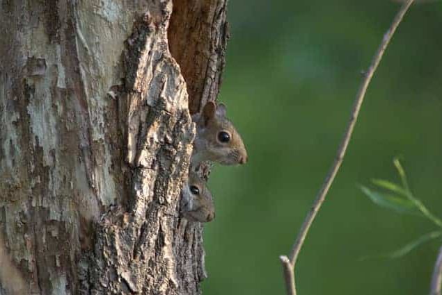 The squirrels mate life pregnant and Birthing Seasons The squirrels mate life pregnant and Birthing Seasons
Male squirrels start looking for mates in early winter